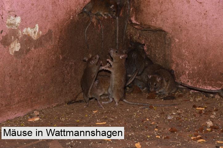 Mäuse in Wattmannshagen